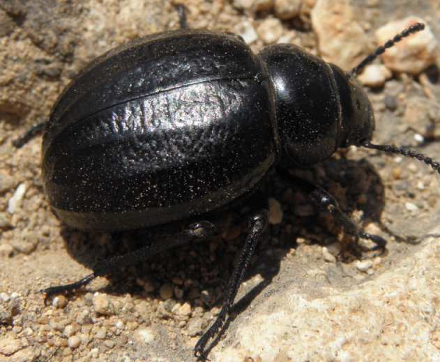 Tenebrionidae - Pimelia rugulosa? (Sicilia)